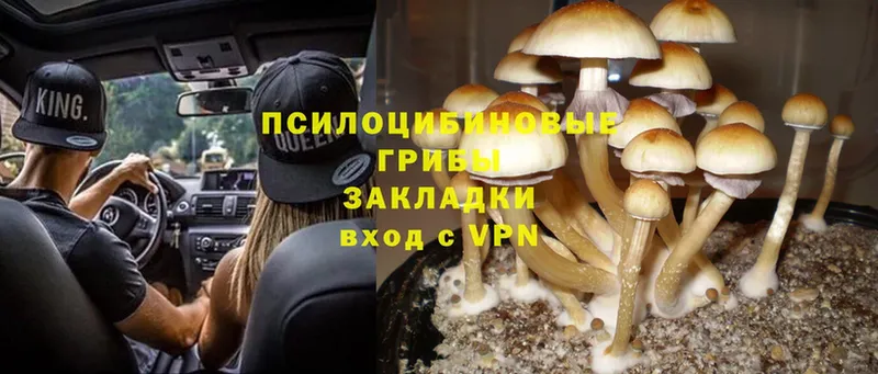 Псилоцибиновые грибы Psilocybine cubensis  Жигулёвск 